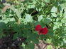 Ruby ™ rose photo
