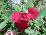 Ruby ™ rose photo