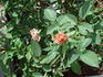 Giggles rose photo