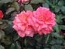 Brave Heart rose photo