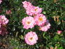 Easy Cover rose photo