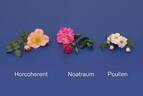 POUllen rose photo
