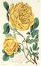 <i>Rosa sulphurea</i> Ait. Synonym rose photo