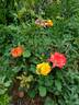 Rainbow Sorbet ™ rose photo