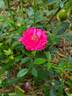 Red Fairy rose photo