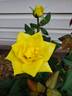 Sunbright ® rose photo