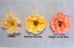 Morden Sunrise rose photo