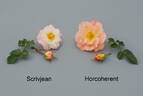 Scrivjean rose photo