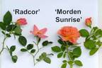 Morden Sunrise rose photo