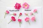 RADcon rose photo
