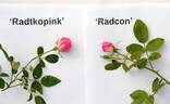 RADcon rose photo