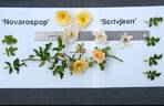 NOVarospop rose photo