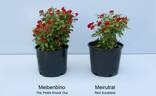 MEIrutral rose photo