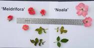 Meidrifora rose photo