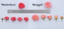 Meidrifora rose photo