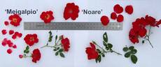 Meigalpio rose photo