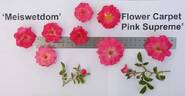 Flower Carpet Pink Supreme rose photo