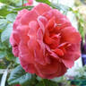 Chocoholic rose photo