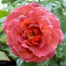 Chocoholic rose photo