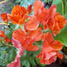 Tawny Tiger rose photo