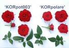 KORpolare rose photo