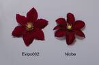 Evipo002 clematis photo