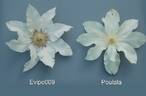 Poulala clematis photo