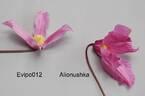 Alionushka clematis photo
