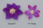 Evipo037 clematis photo