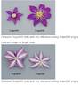 Evipo039 clematis photo