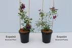 Evipo042 clematis photo