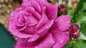 Purple Passion ™ rose photo