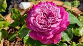 Purple Passion ™ rose photo