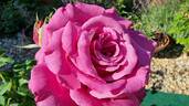 Purple Passion ™ rose photo