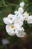 Neige d'Été rose photo