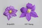 Evipo023 clematis photo
