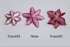 Evipo002 clematis photo