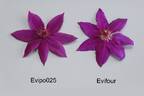 Evifour clematis photo