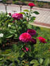 Noblesse ® rose photo