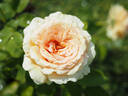 Lady Capri rose photo