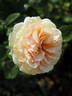 Lady Capri rose photo