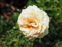Lady Capri rose photo