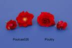 POUltry rose photo