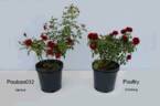 POUltry rose photo