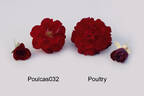 POUltry rose photo