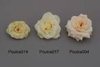 POUlcs004 rose photo