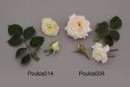 POUlcs004 rose photo