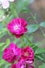 Wilhelm rose photo
