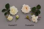 POUlcs004 rose photo