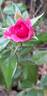 Berleburg ® rose photo